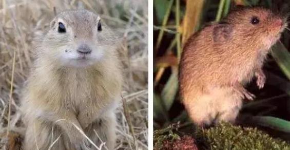 1956年，科学家将一只公鼠与5只母鼠放在一起，发现公鼠会与所有母鼠繁衍后代，然