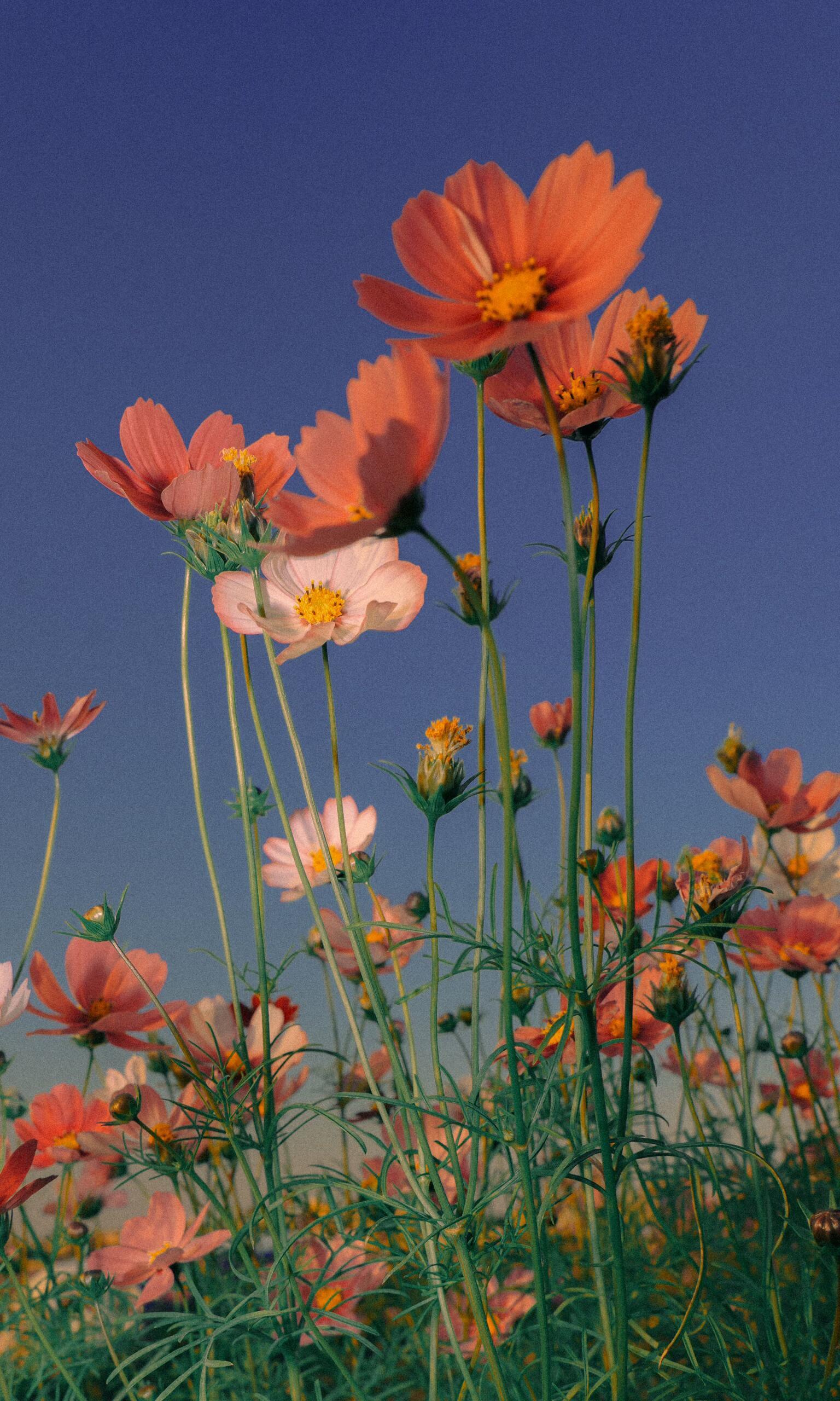 热烈花开成海时，浓淡相宜的色彩铺展向天际，盛满生机，和热烈 