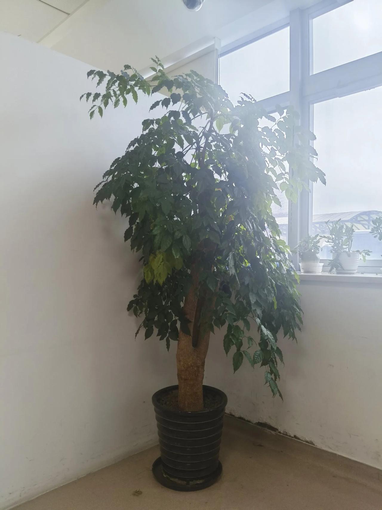在医院候诊，看到了这棵幸福树。枝干粗壮，但被人拦腰锯了。树叶不少，但是仅仅靠盆底