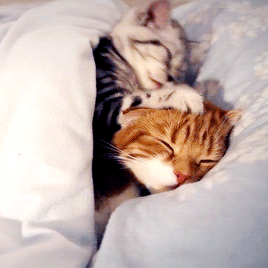 花猫：今晚，你那花里胡哨的脑瓜壳儿如同一只漂亮的贝壳。在暗夜里，璀璨的星光扇动着