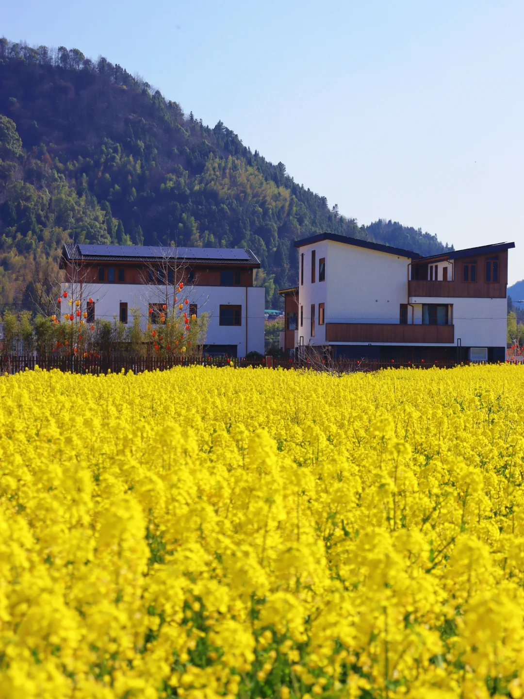 为了这片免费油菜花海，我去了趟衢州开化！