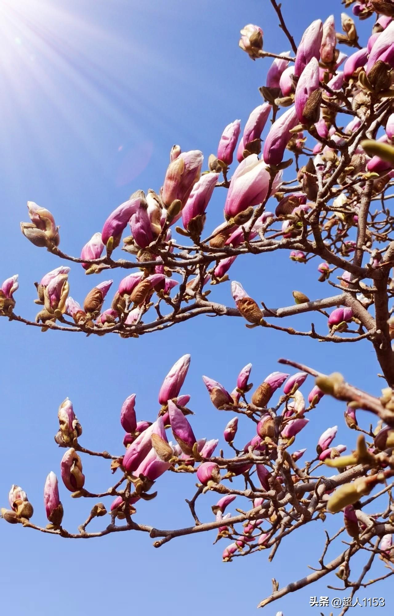 春天的华卉园真美
玉兰花、桃花争相开放。

满园春色遮不住，
处处花香四溢，太美