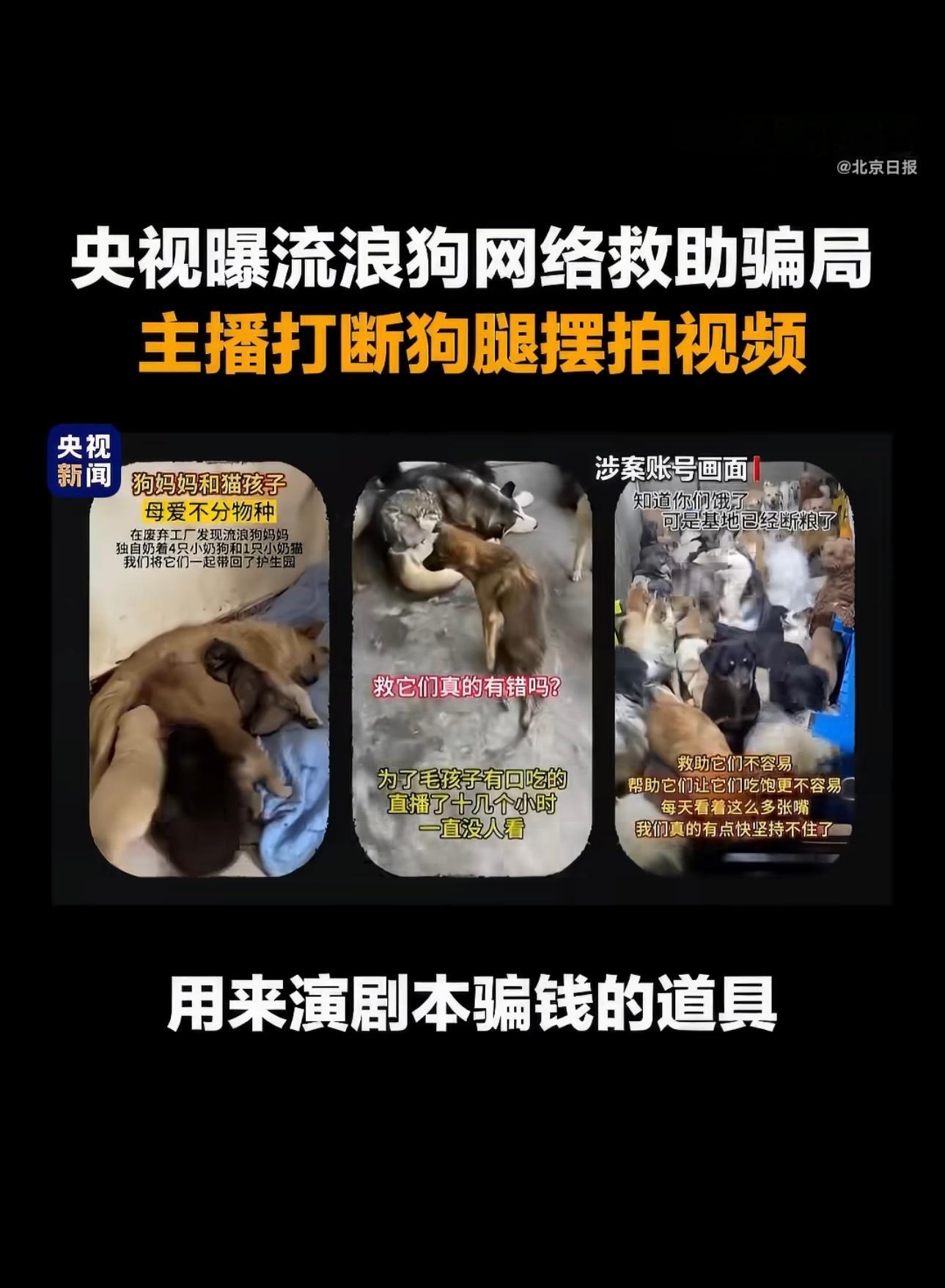 主播虐狗摆拍引流骗250多万买豪车我靠之前还给一个类似的账号刷过礼物人啊，为了钱