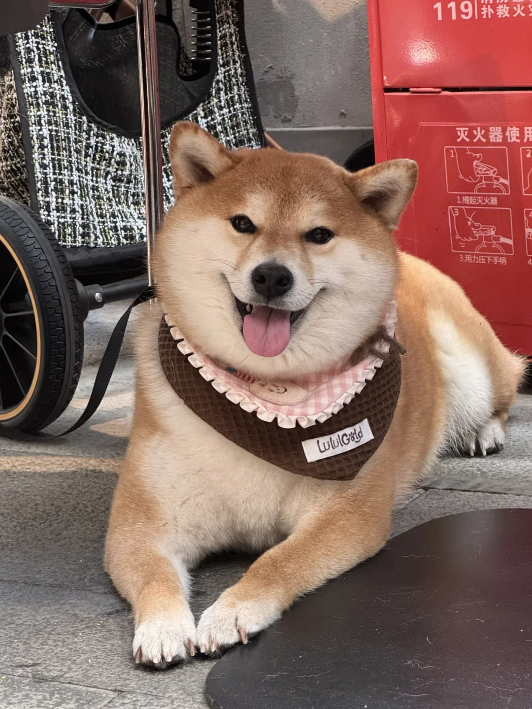 传说中的圆脸萌