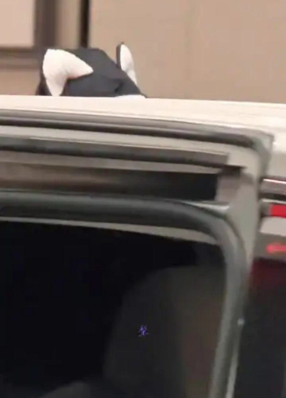 比车高的萌萌老公！露着小猫耳朵！我的妈呀！好可爱！摩登兄弟