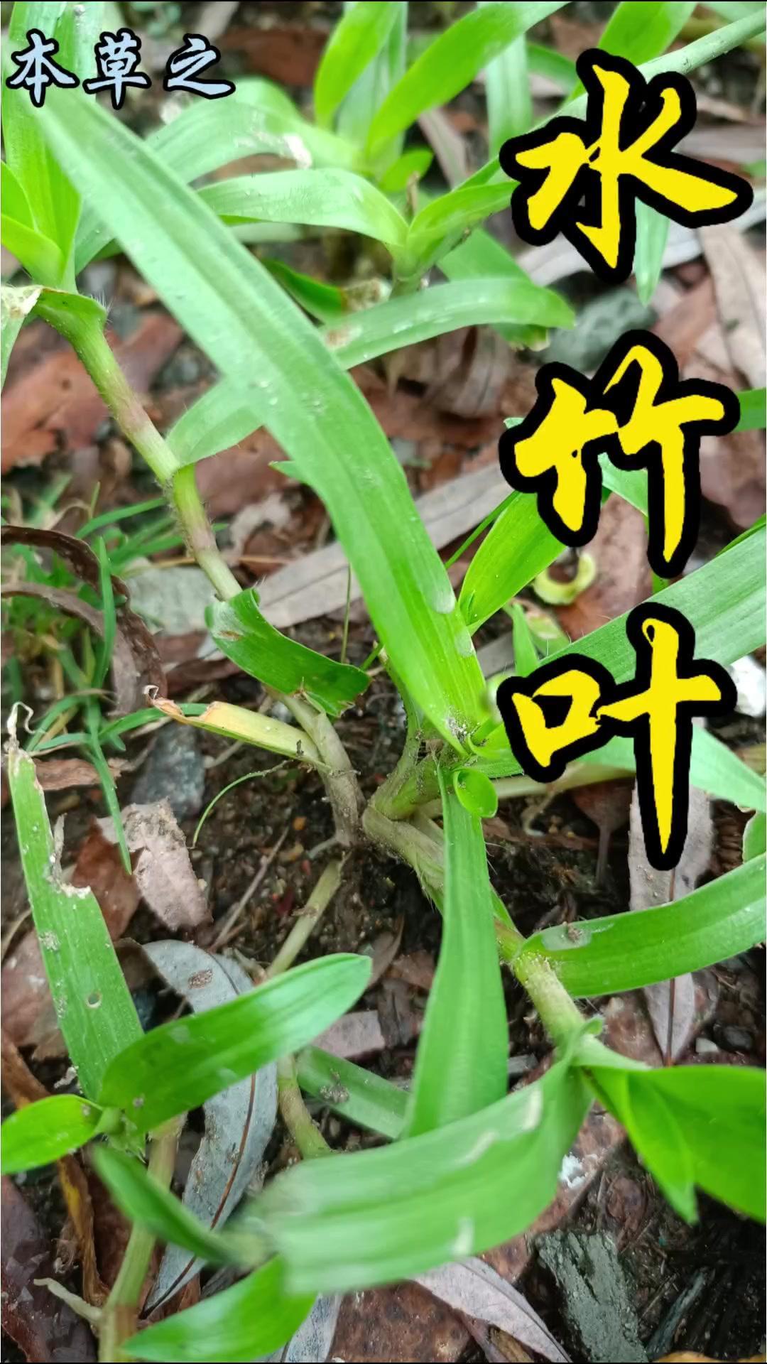 台风过后雨水滋润下，路边小草迅速舒展，这就是水竹叶！鸭跖草科多年生草本的它，茎节