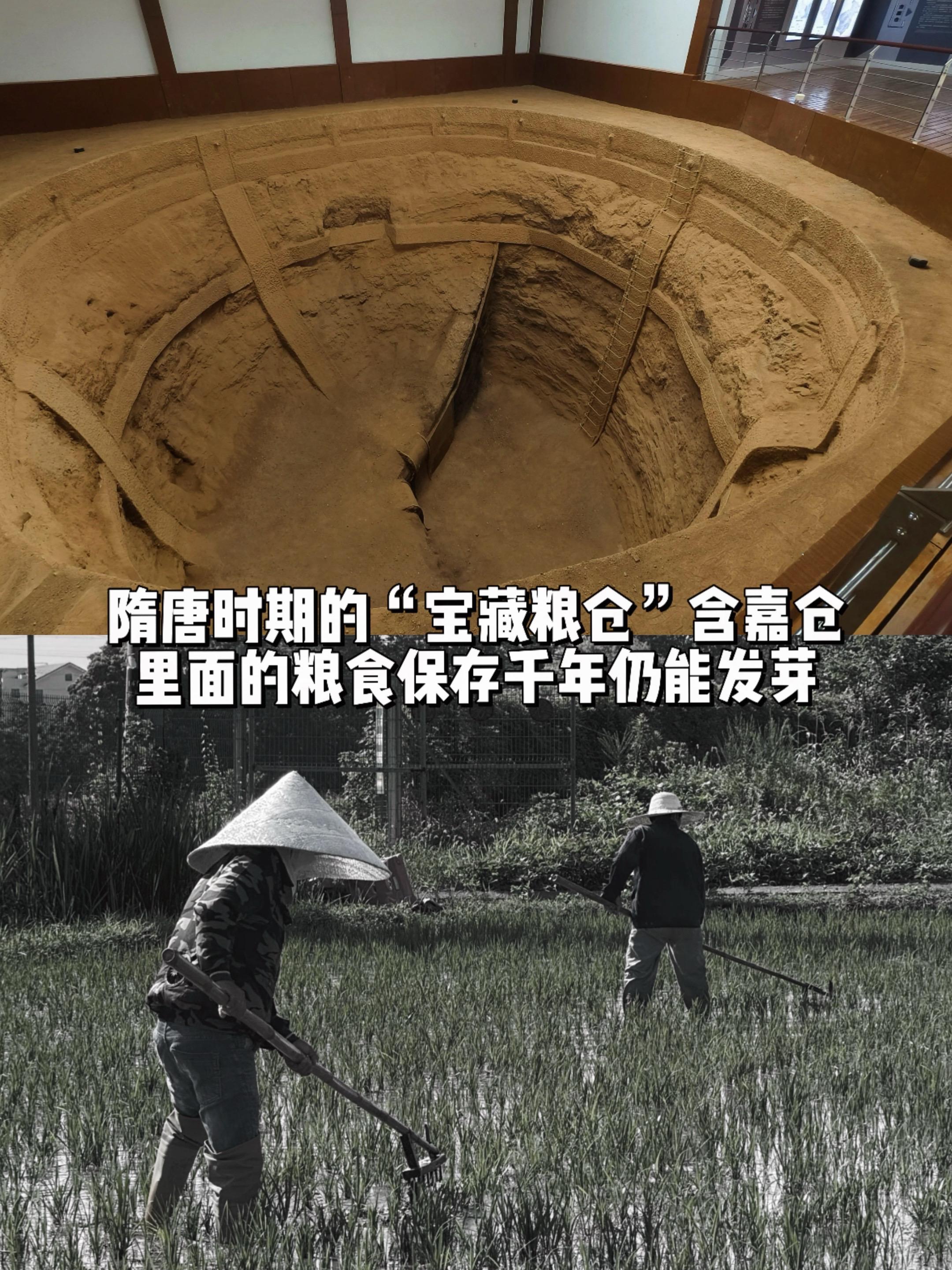 隋唐时期的粮仓里面的粮食千年后仍能发芽！1971年修铁路时发现一大坑...