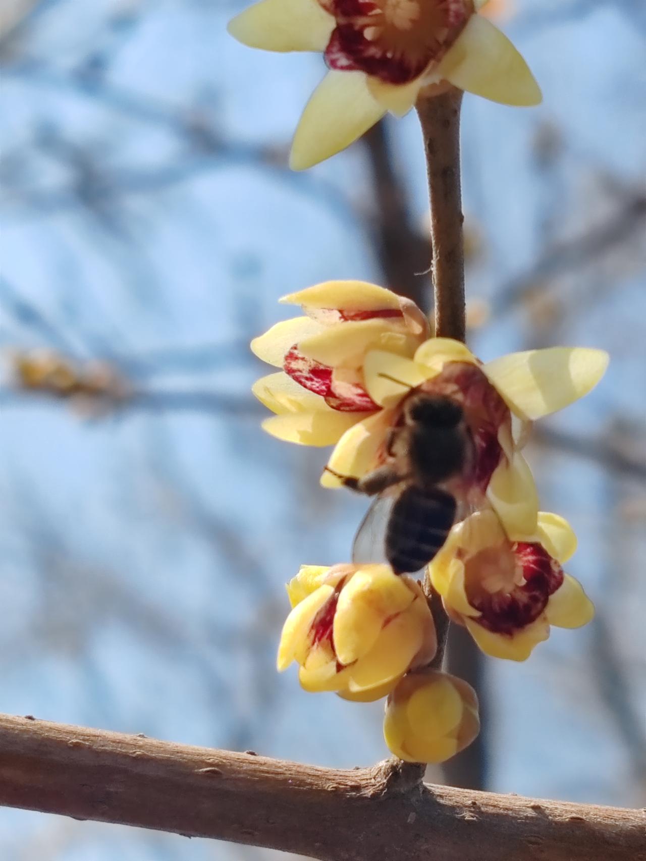 晒图笔记大赛正月赏梅梅更艳，蜜蜂乘机来抢鲜。