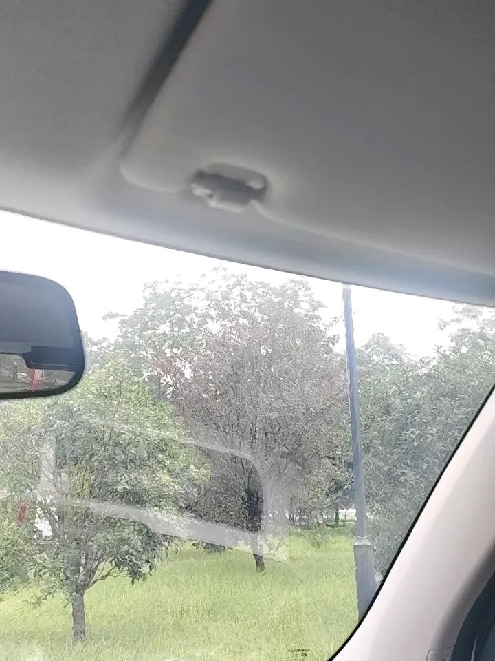 许昌要收玉米啦，今年玉米能否丰收呢？要是连着下一星期雨，玉米可就要发芽了，这可咋