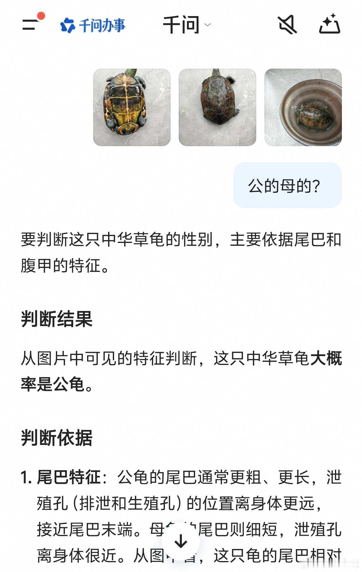 这是公的还是母的家里养了11年的草龟，拍它果果照，拿来问AI，豆包说是母的，千问