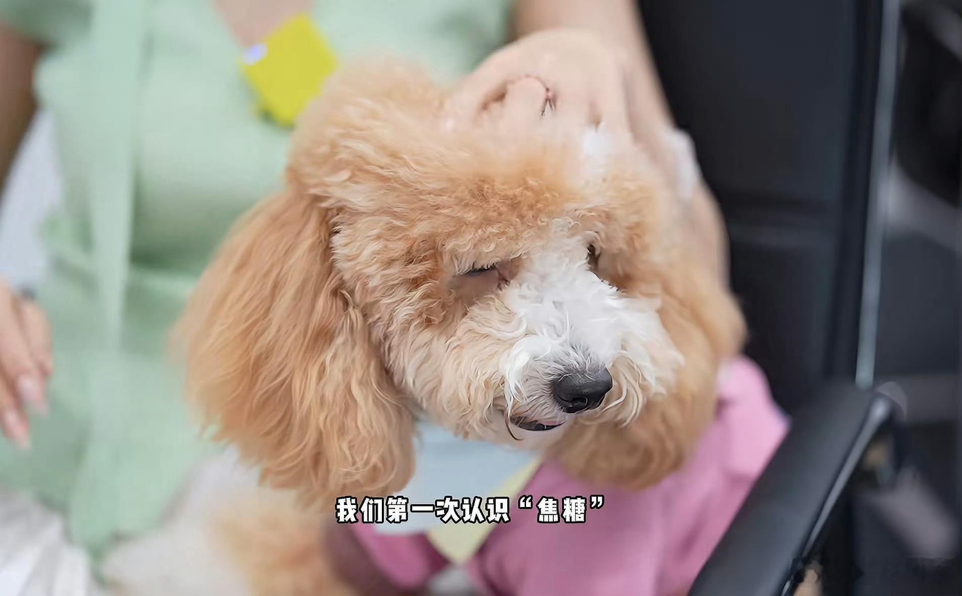 一条流浪狗半年卖了3000万主粮从流浪犬到宠物用品小主播到如今的销冠，这不是流浪
