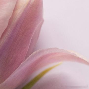 每日一善🌹阳光信用两颗心若相守，流过无数春秋恺，定能守得江山如初。 