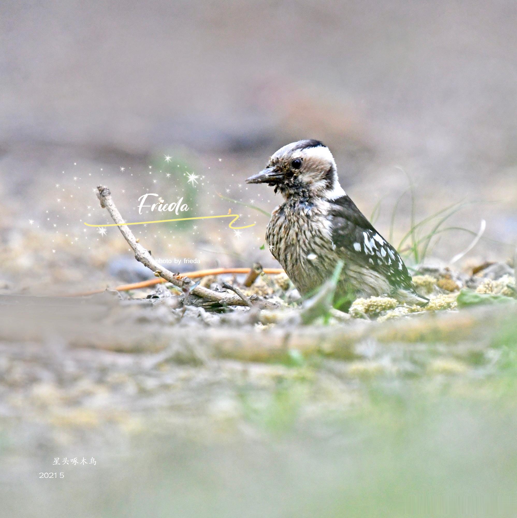 早上好！星头啄木鸟 Grey-capped Pygmy Woodpecker 