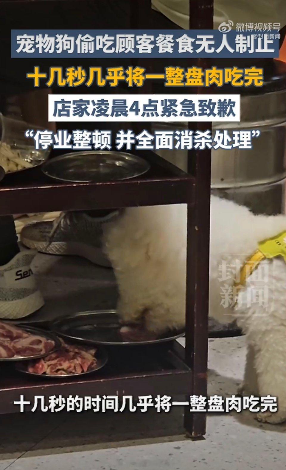 宠物狗偷吃顾客餐食无人制止出去吃饭遇到宠物狗偷吃邻桌顾客剩下的餐食，店家全程没人