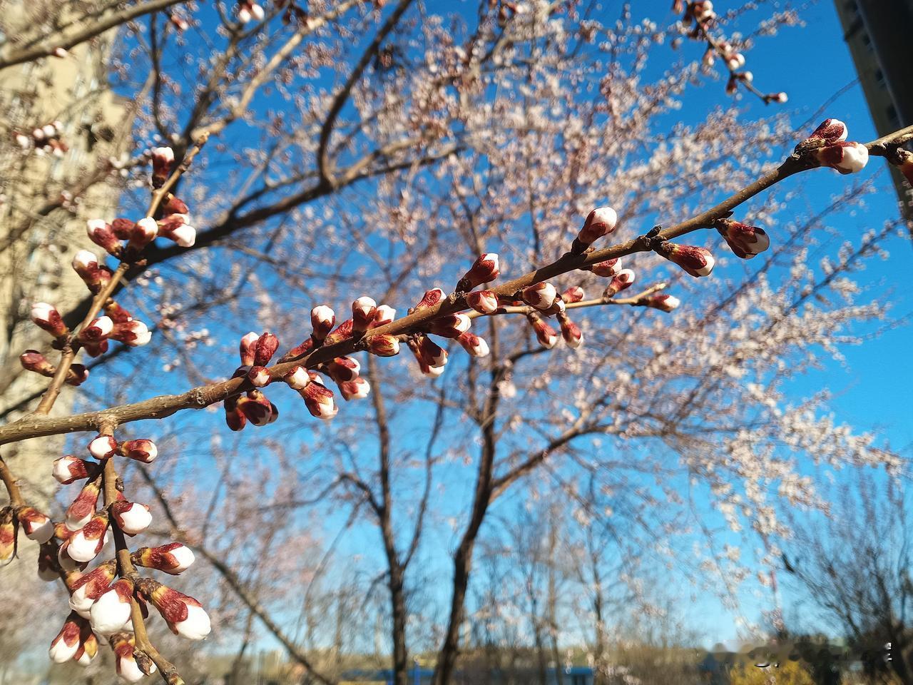 我基本不吃鹅蛋，也很少买，去农村山庄玩，有卖鹅蛋的，4.5元一个，也有很多人多买