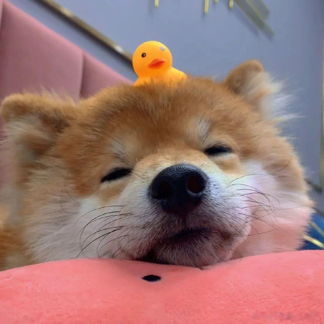 最后一天，加油加油！不想不想不想不想上班！想睡觉💤 ​​​