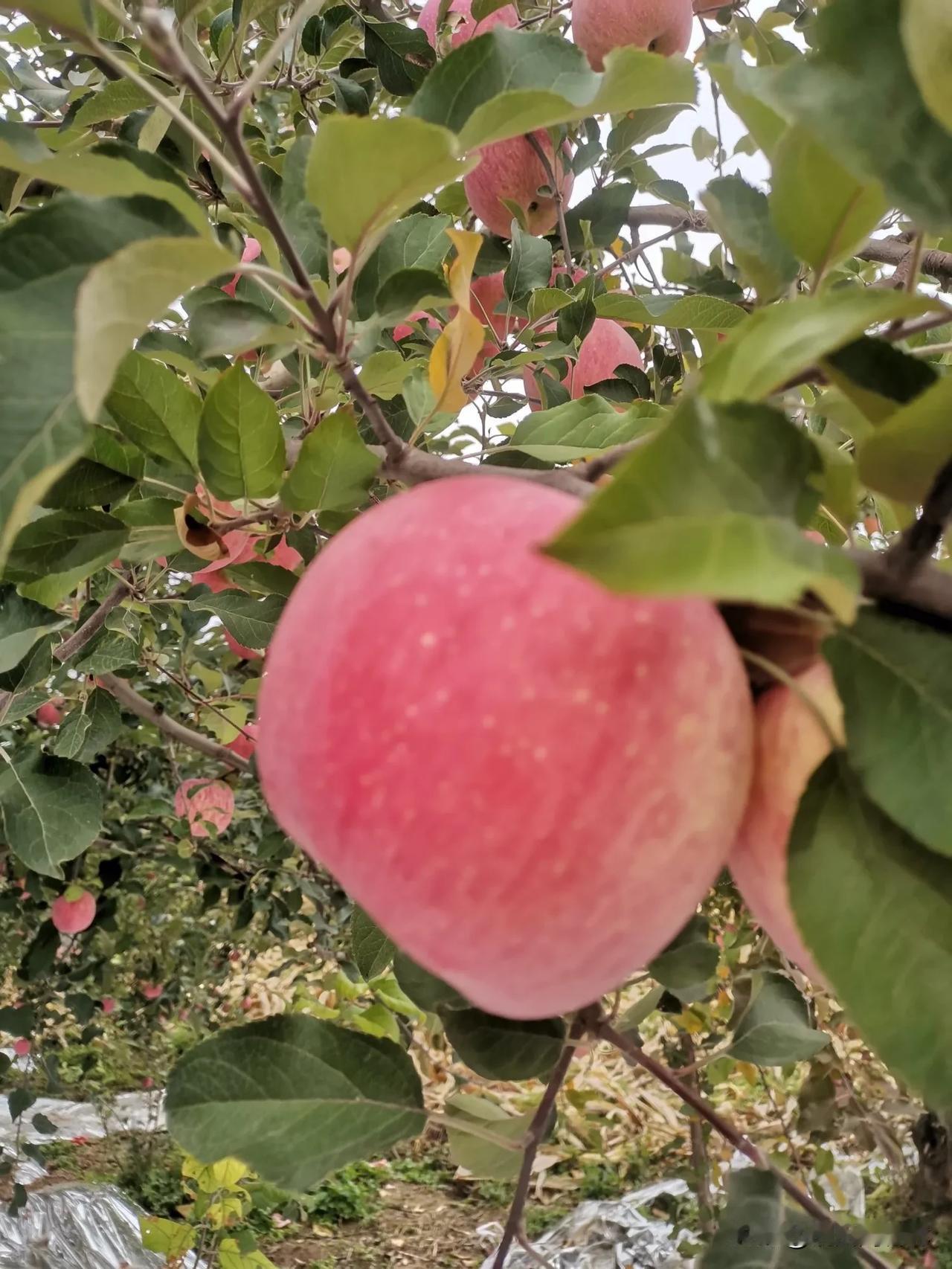铜川孙家河的苹果