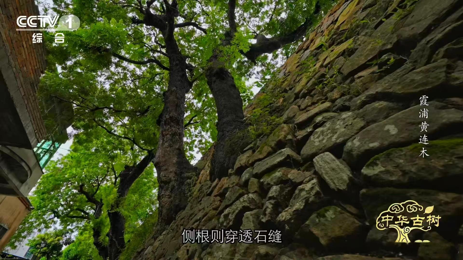 古时霞浦海岸是真的难，没什么山峦当屏障，天险更是不存在，倭寇总来侵扰村民的生活。