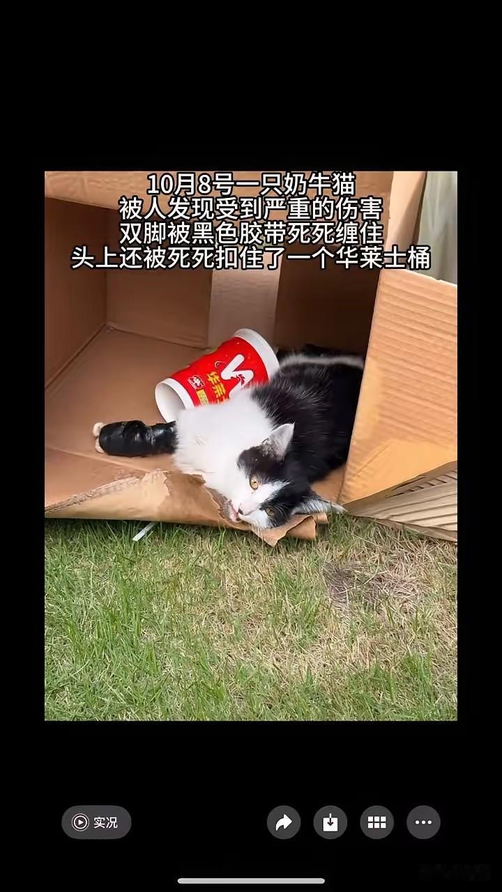 太坏了！这天一位小姐姐去公园散步的时候，看到令人愤怒的一幕，一只牛奶猫被人用胶带