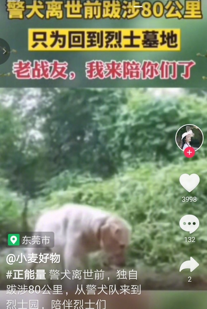 警犬知道大限将至，步履蹒跚80公里，独自从警犬基地到与自己共同战斗的老战友墓地，