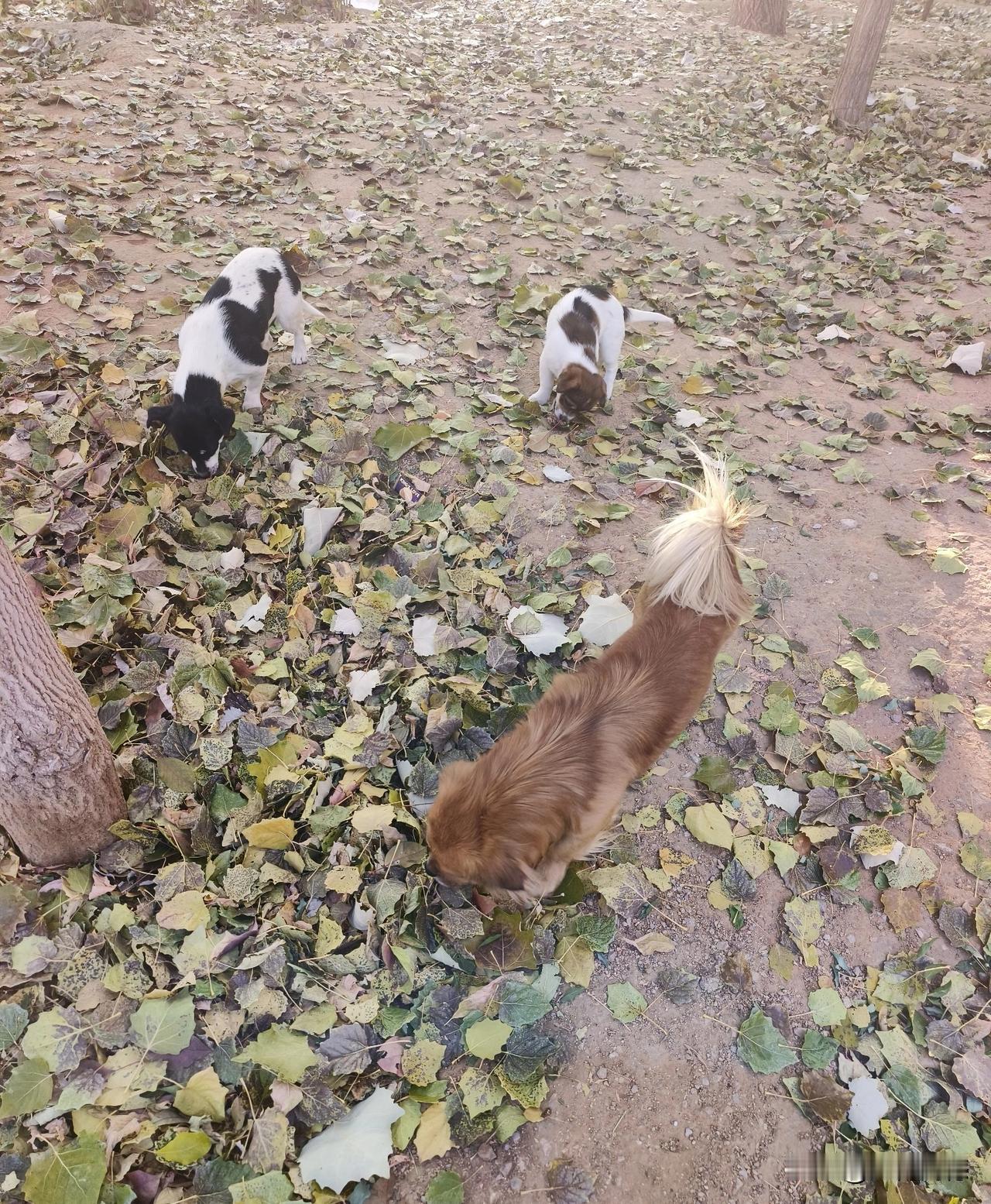 落叶撒了一地，领着我家的三个宝贝在树下溜达，没有想到这三个宝贝的嗅觉真是灵敏，就
