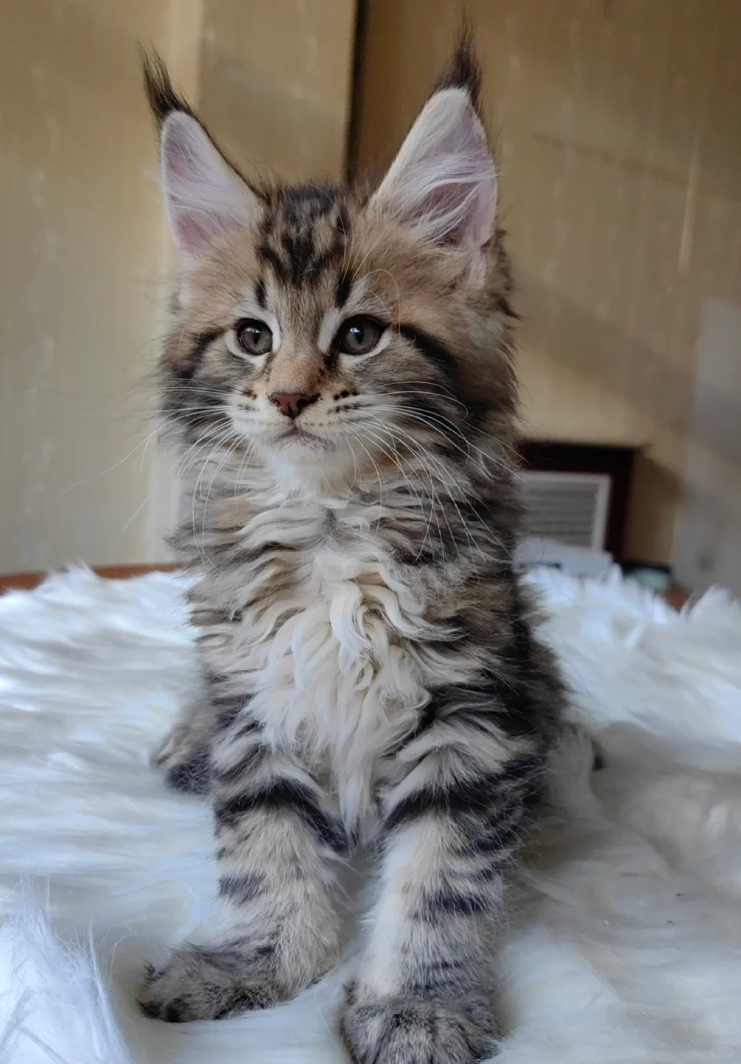 缅因｜浅棕虎斑缅因弟弟