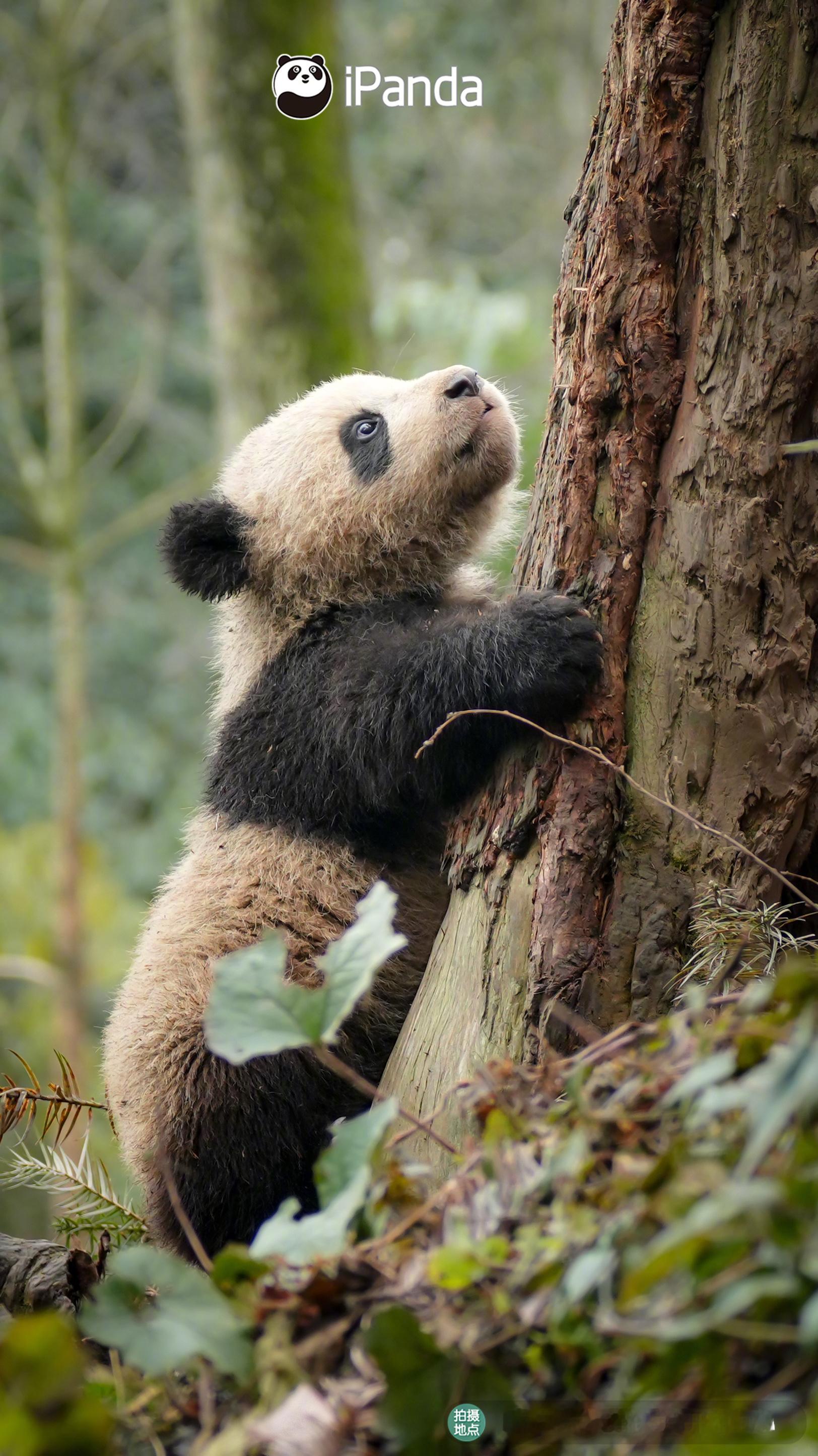 【好像拍了熊猫幼崽的熊生爬树照📷】全神贯注！对待爬树大熊猫云朵崽可是超认真哒 