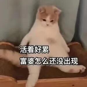 小小猫表情包：宝宝，你应该想我了~ ​