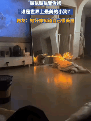 自从给狗子安排上小翅膀，直接变身自恋小仙狗🥰
一天到晚黏着镜子不走，对着自己臭