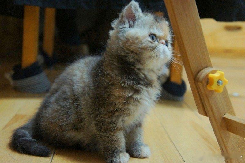 《再见，我的小冠军：致去往喵星球的囧花花》家里的空气好像突然变冷了。就在昨天这个