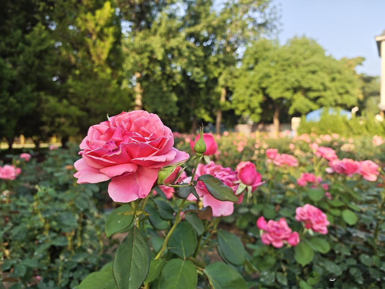 陶然亭赏花随意拍景色如画，优美迷人。现在的陶然亭公园，一天比一天更加漂亮。
