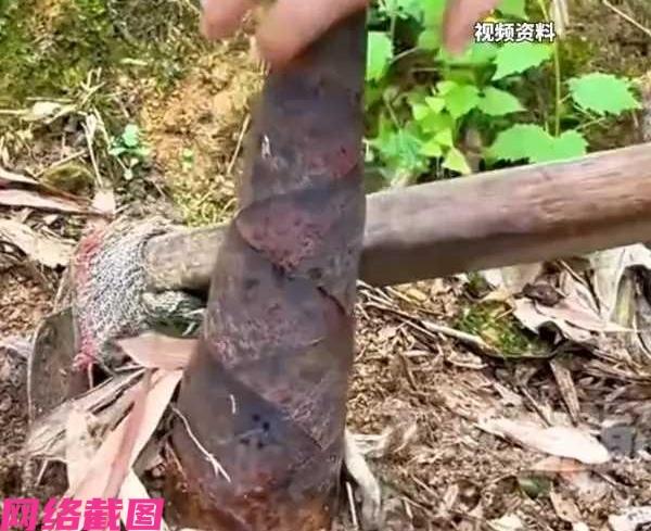 上海有处的森林公园举办上山挖笋的活动，看见活动比较受到欢迎，一百报名费一经推出两