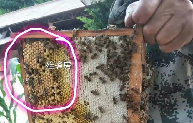 雄蜂房出完雄蜂以后，巢房还是大号，不会自己缩小。真相是蜜蜂不会把它修成普通工蜂房