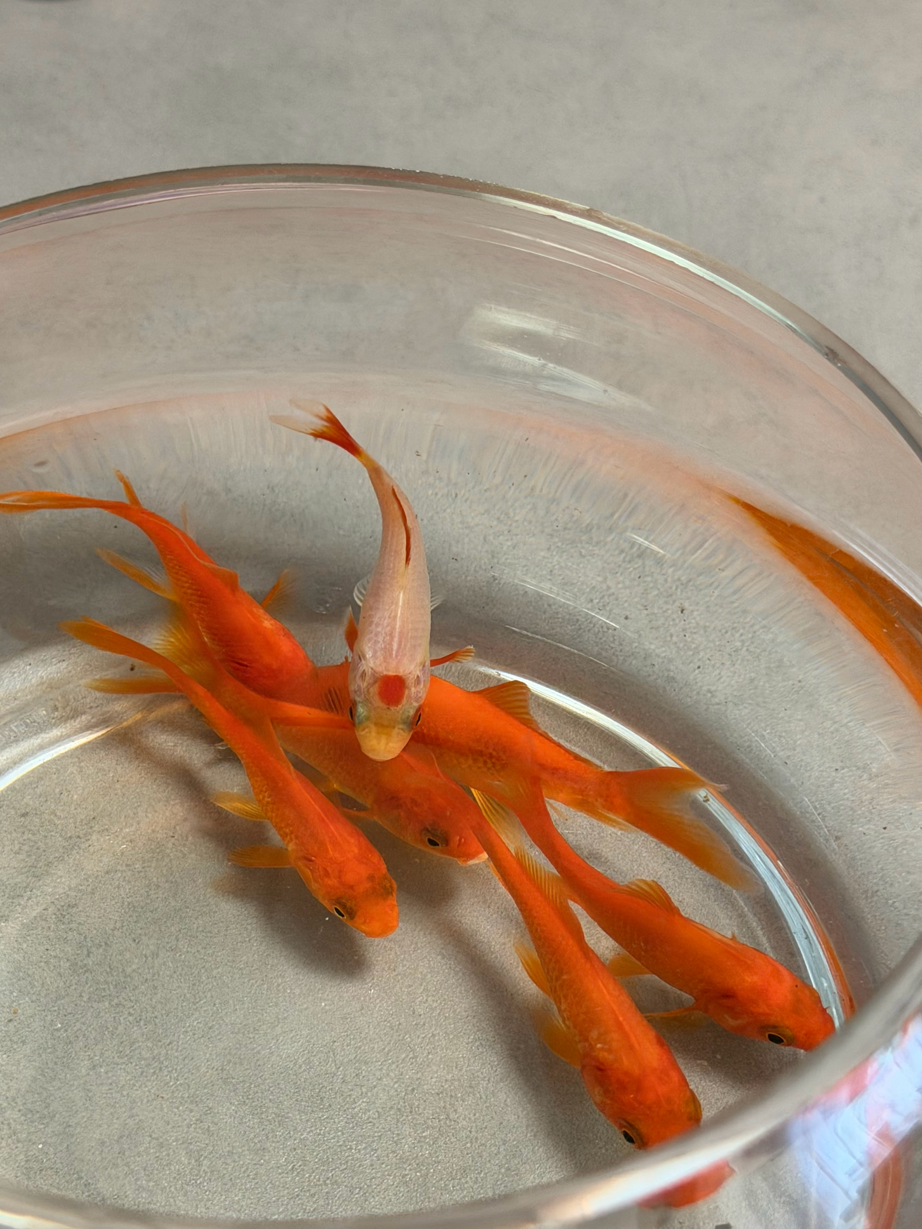 小鱼小鱼🐟 