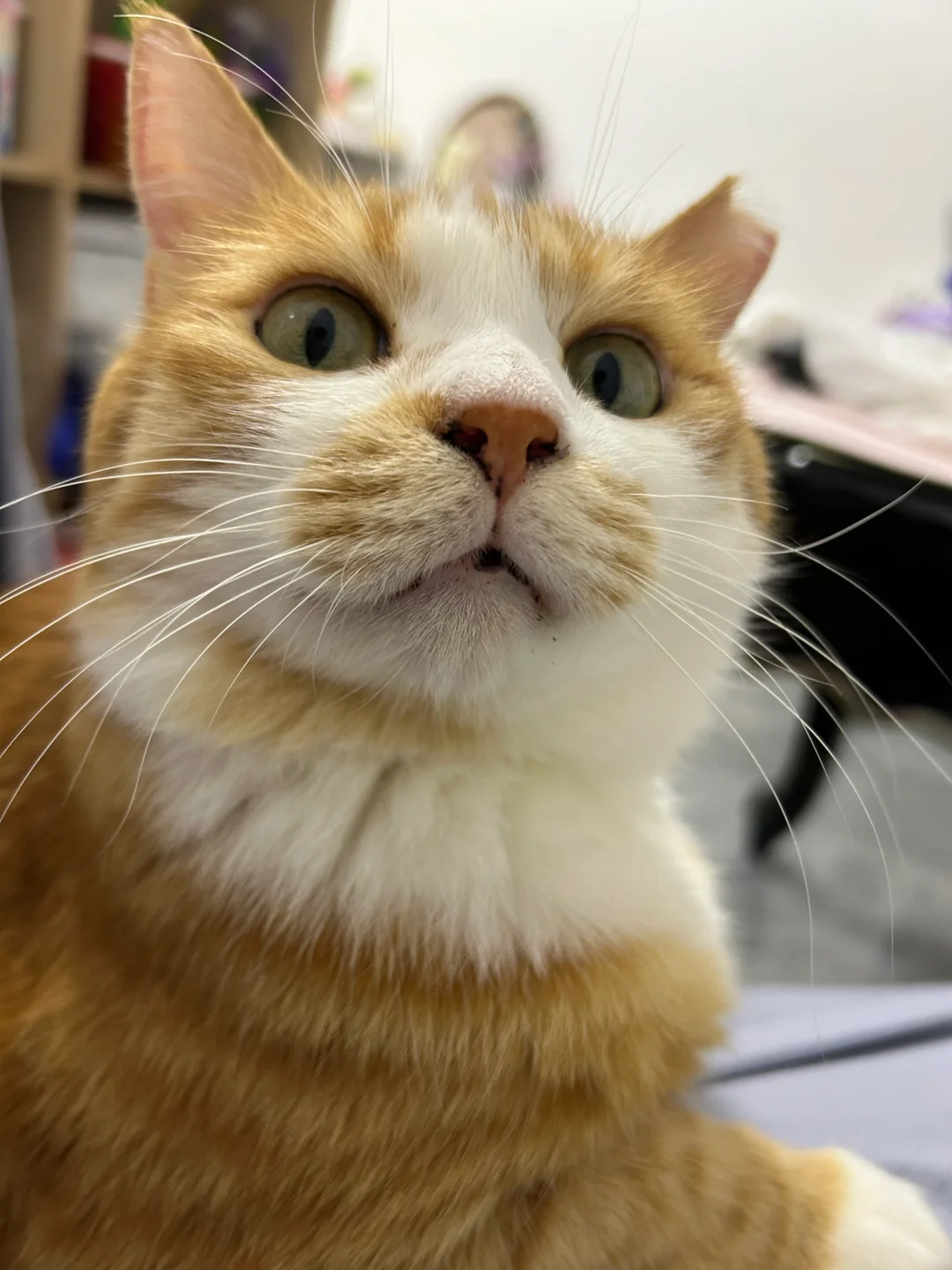 一看就不太聪明的小猫