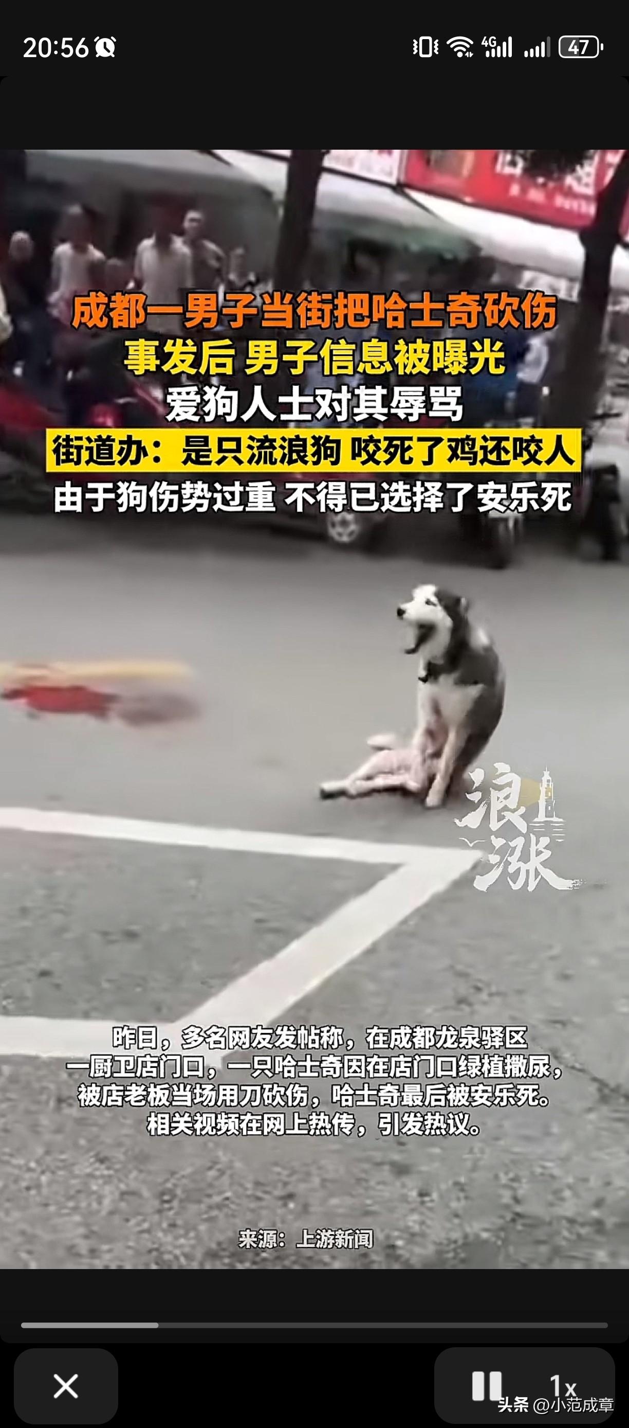 近日，有网友发视频称，在成都龙泉区的一个橱卫店的门口看到这样的一幕，一条成年的哈