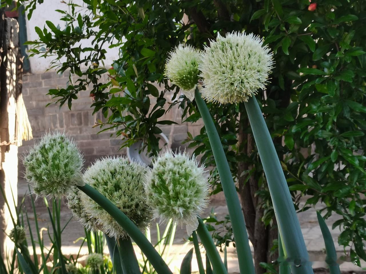 玉树琼花映碧空，风姿绰约似仙容。