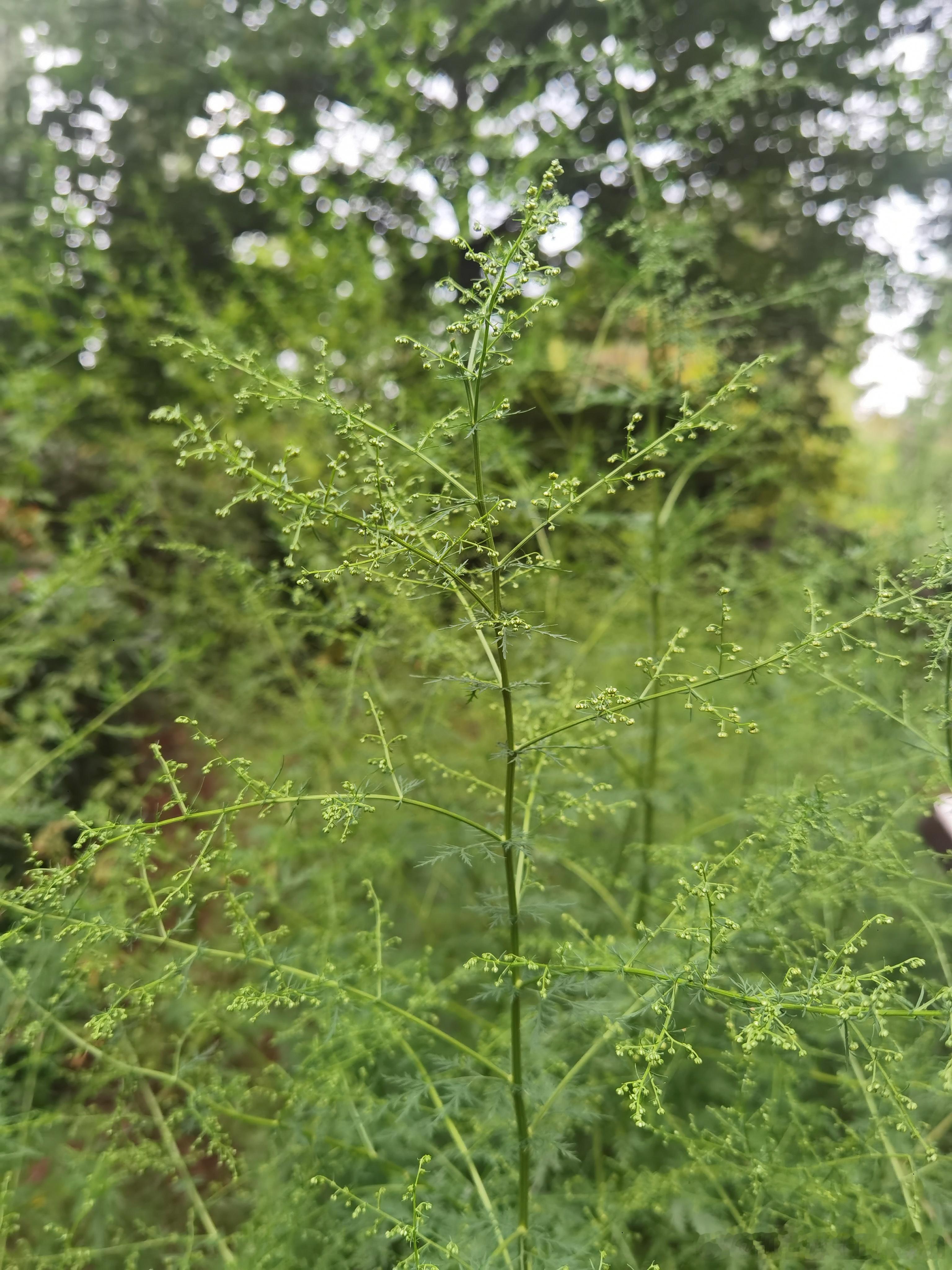 猜植物[馋嘴] ​​​