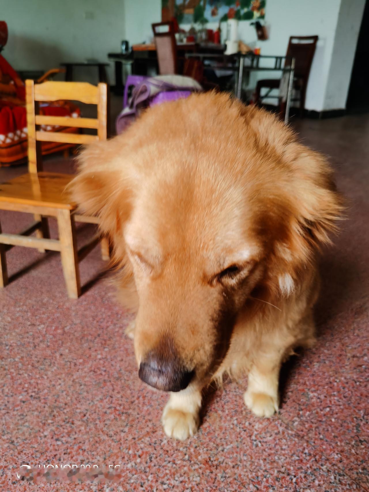 我的今日状态：😭伤心难过
我这里的天气：☀️晴天

老母亲打电话说，家里的金毛