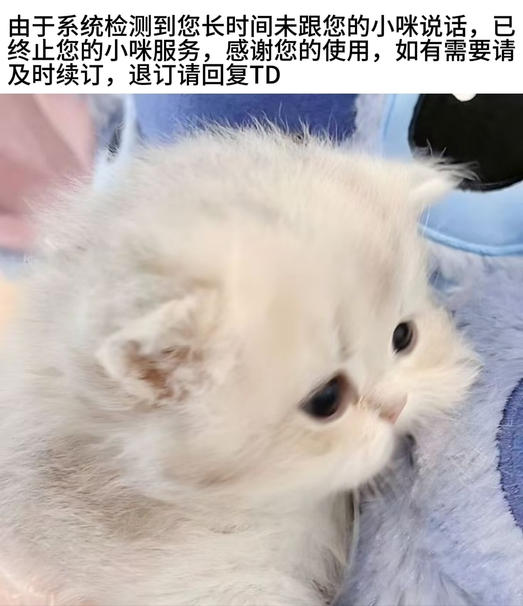 世界围着小咪转！究竟谁会不喜欢小咪呀！ 