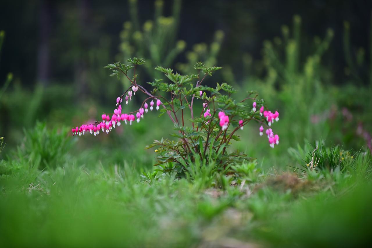 分享一张自然风景的照片春风拂过，襄都森林公园的荷包牡丹竞相绽放。粉艳花朵如精巧荷