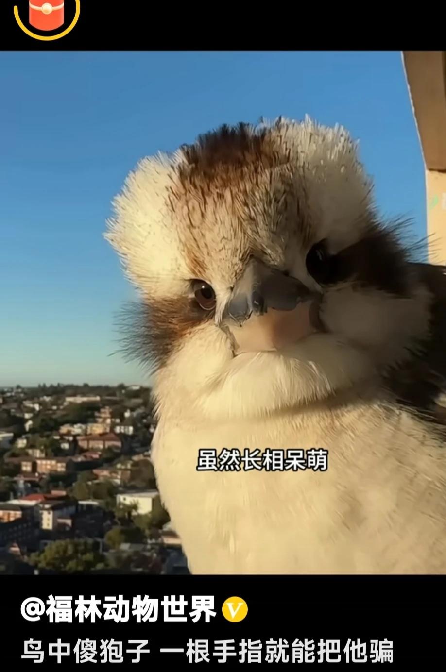 每天清晨都被这些小精灵吵醒，它们喜欢在窗外阳台上跳来跳去，啾啾叫着，声音清脆传进