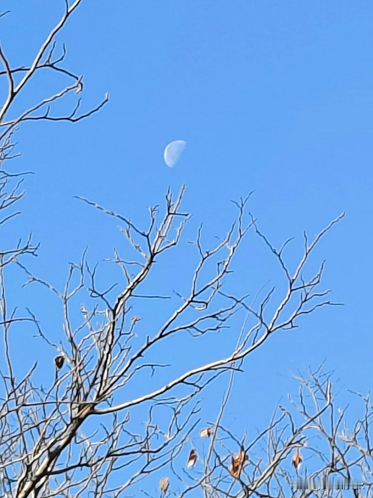 今天去山体公园锻炼，无意中发现蓝天中一轮弯月，立刻拿出手机拍摄下这一不同寻常的奇