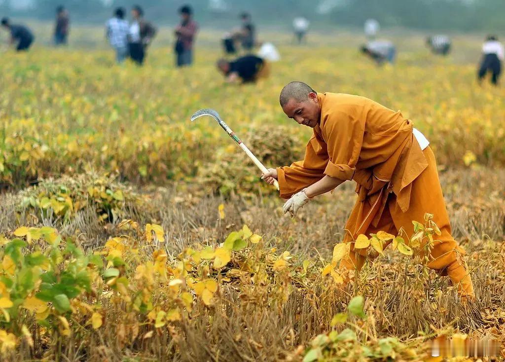 ‼️ 少林寺自7月29日新任住持印乐法师就任以来，推行"去商业化、回归清修"的全