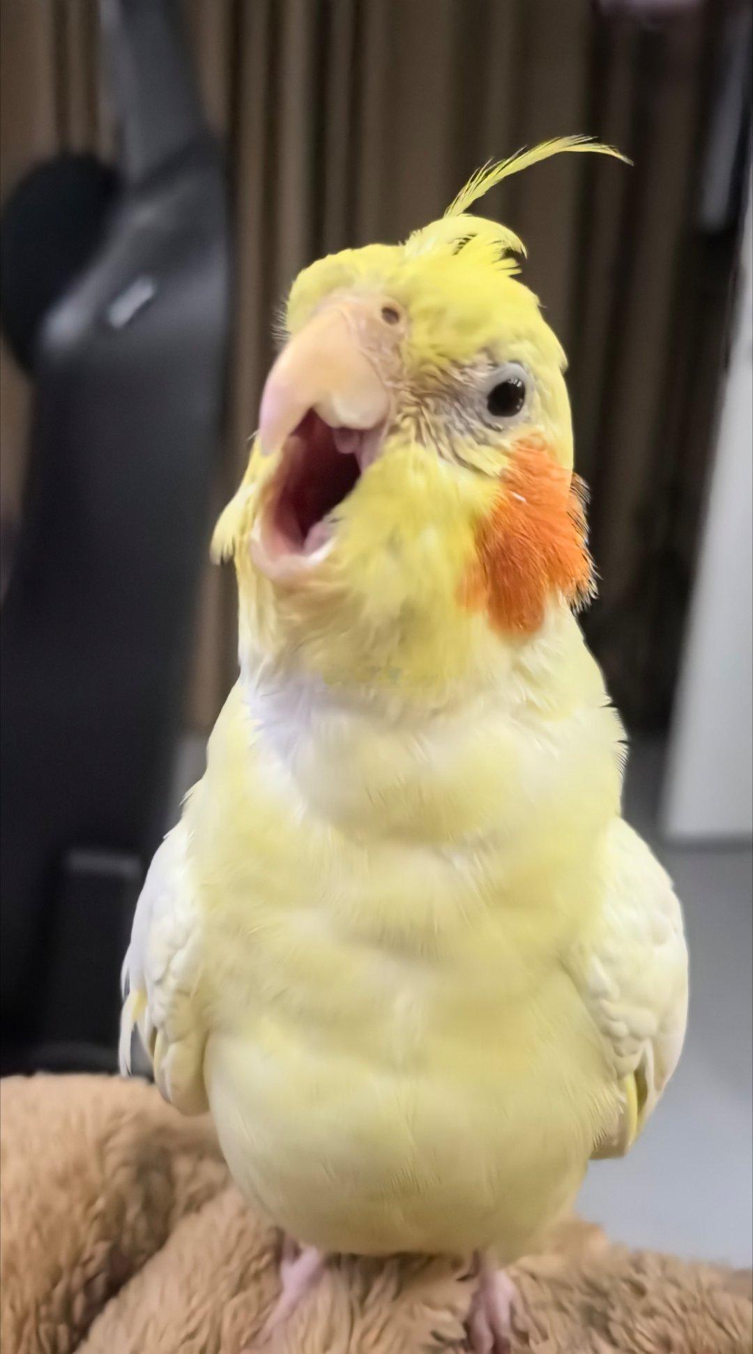 恶龙咆哮（） ​​​