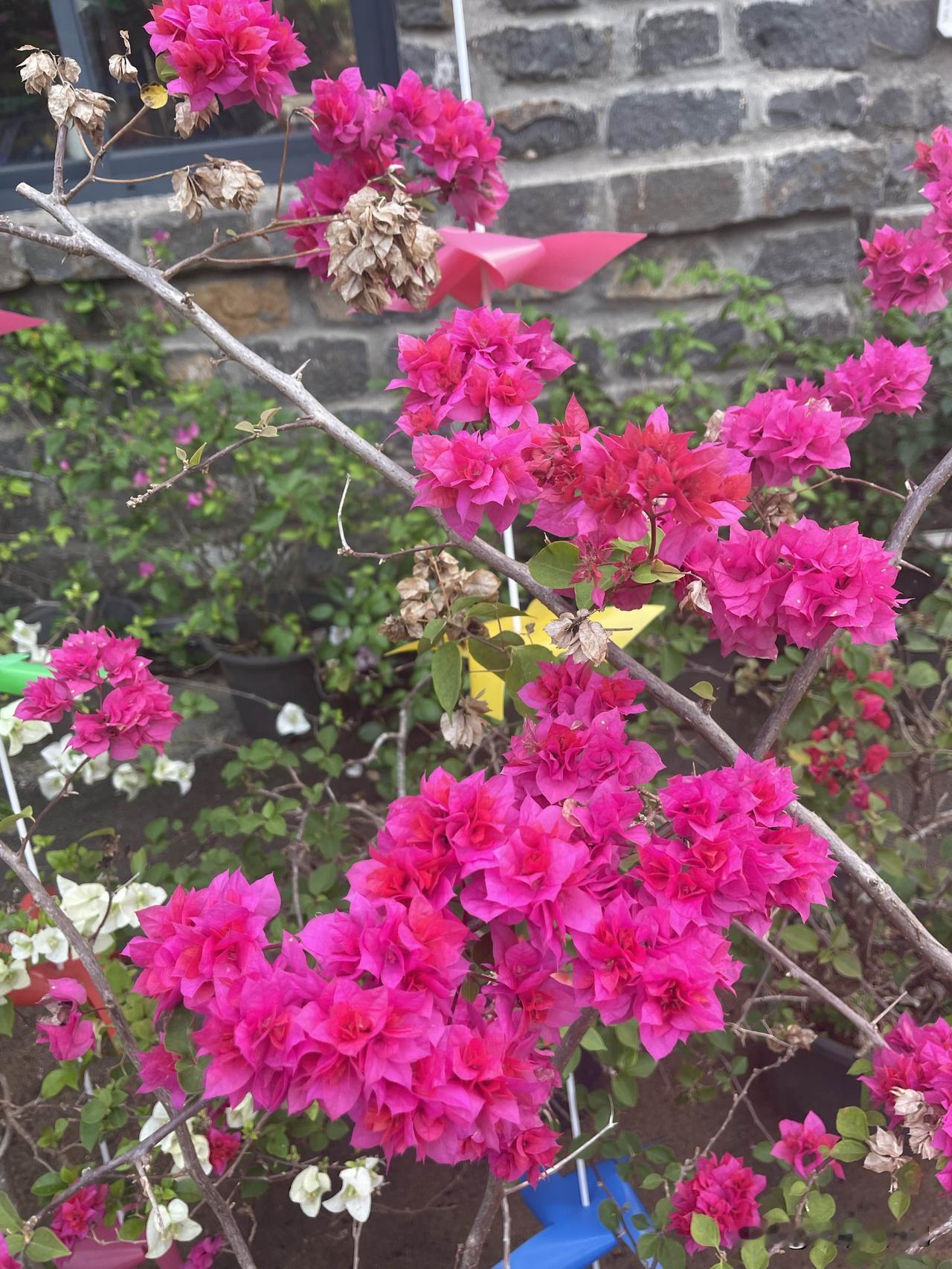 来到广东湛江螺岗小镇，美丽的花草让你不得不拍下，你留个纪念。愿我们的朋友越来越年