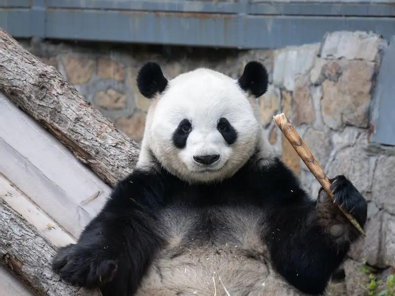 四川熊猫和陕西熊猫虽是国宝黑白团子，但差异还挺多。
长相上，“川宝”头大嘴长，像