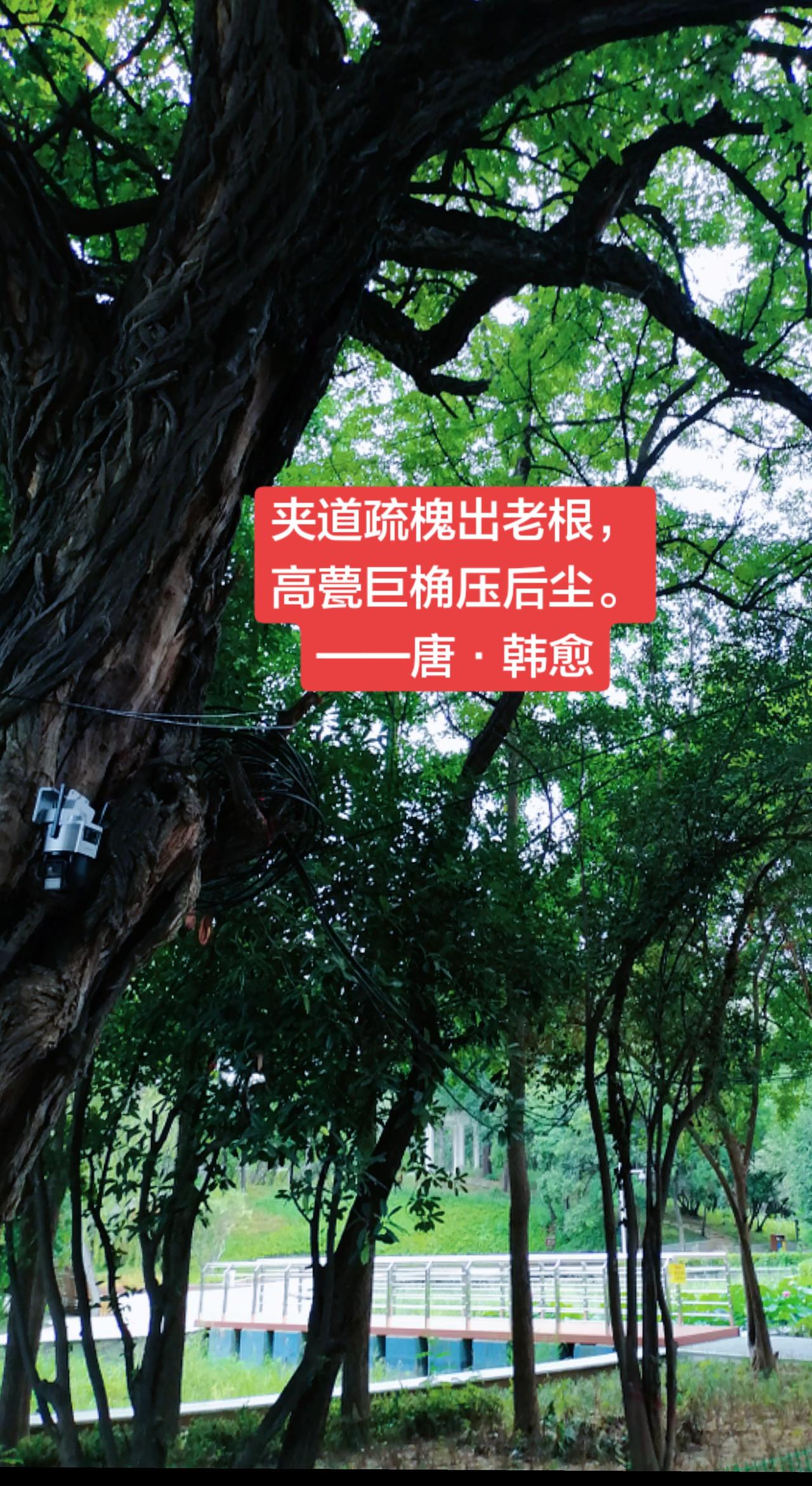 夏日的古槐