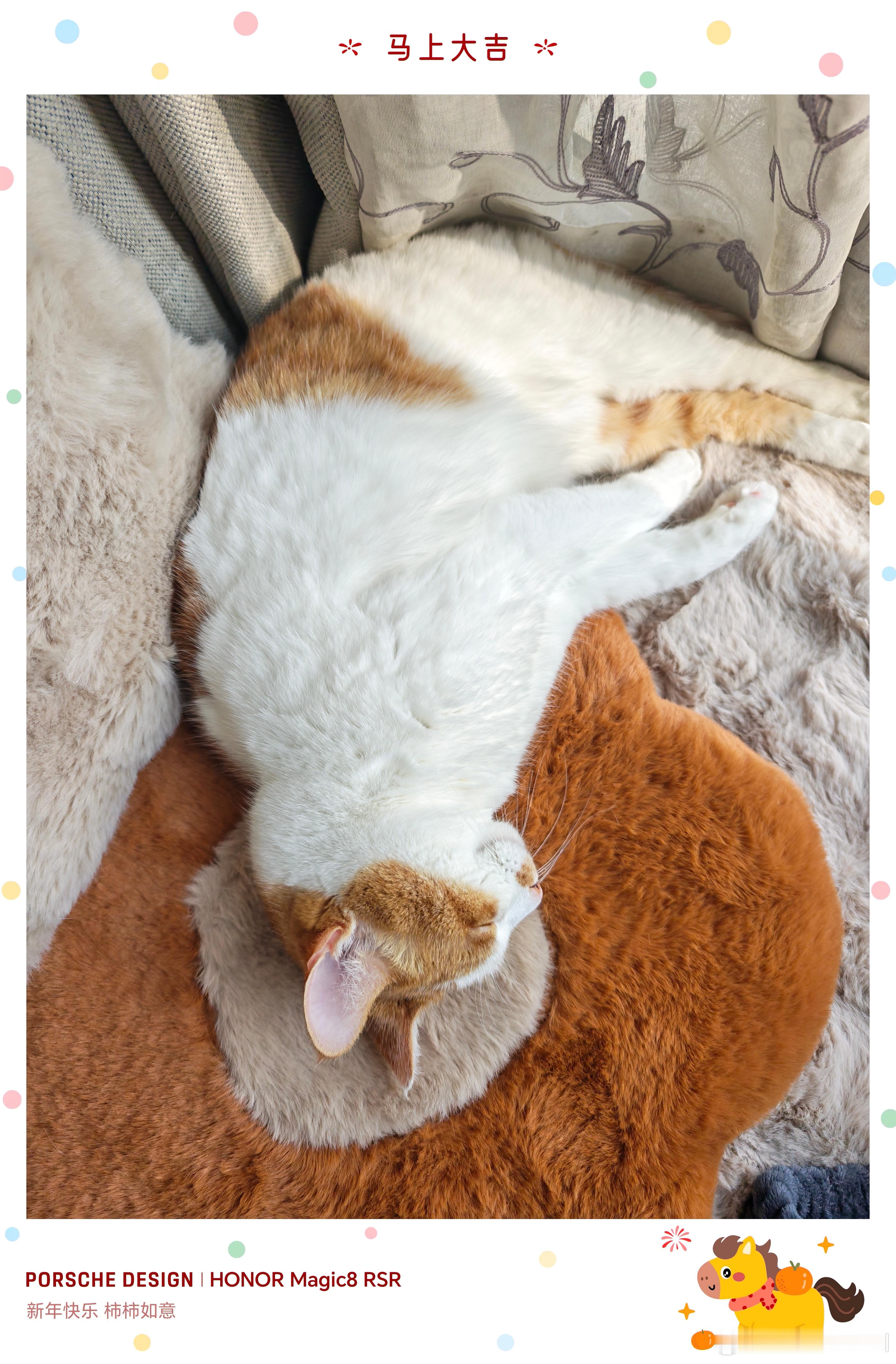 小橘二，晒着太阳呼呼