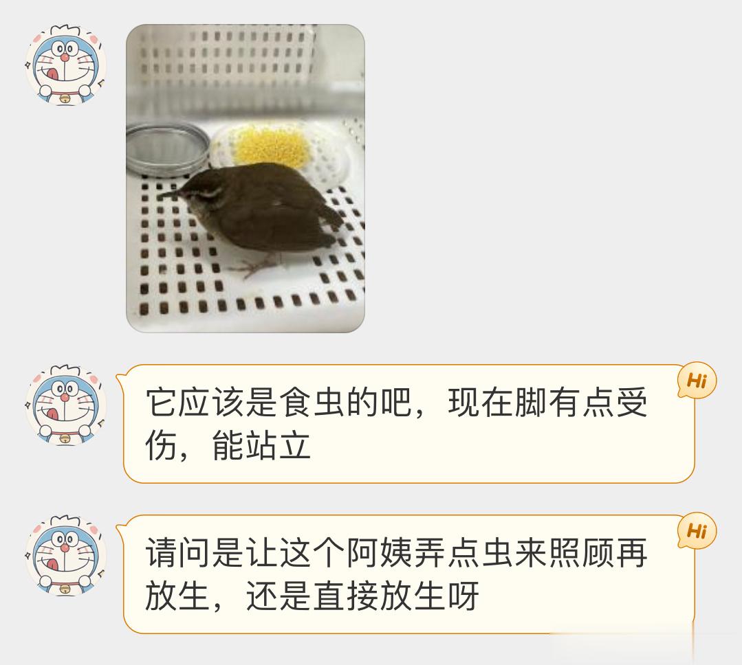 #鸟粉投稿# 捡到一只【鳞头树莺】撒米是捡鸟标配🙊它是吃虫子的能飞就可以找树林